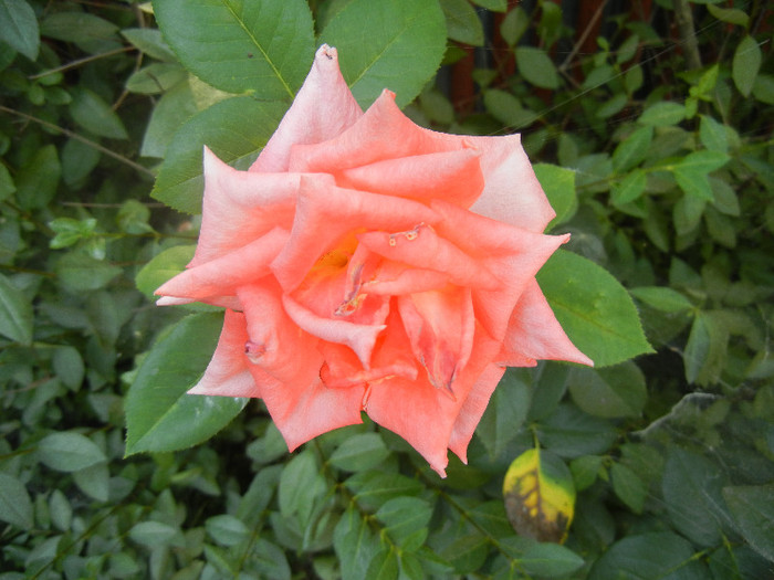 Rose Monica (2012, July 09) - Rose Monica