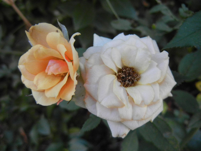 Orange Miniature Rose (2012, Jul.06)
