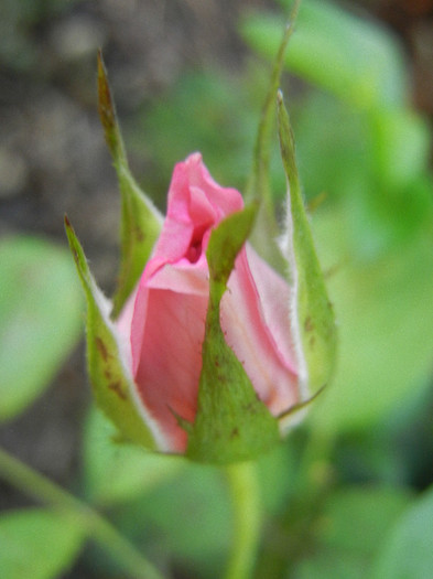 Pink Miniature Rose (2012, July 06) - Miniature Rose Pink