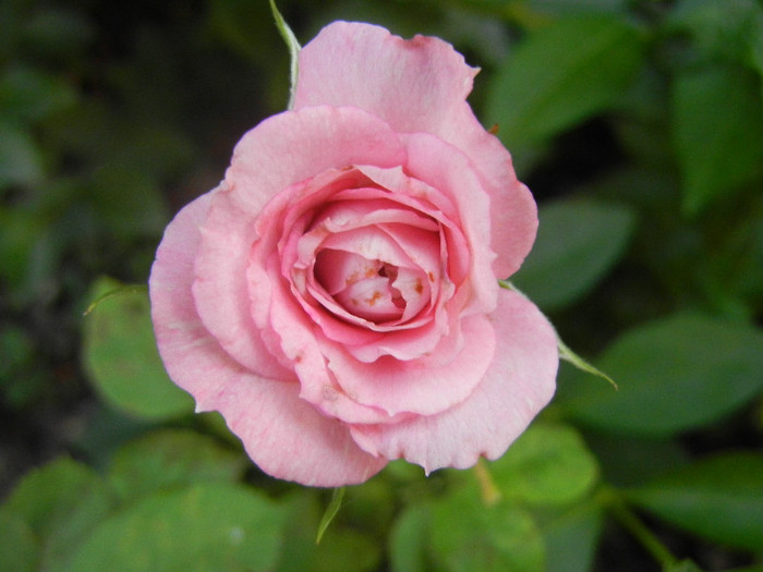 Pink Miniature Rose (2012, July 06) - Miniature Rose Pink