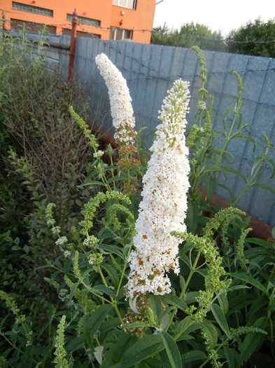 Buddleja White Profusion 01jul2012 - Buddleja White Profusion