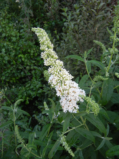 Buddleja White Profusion 01jul2012 - Buddleja White Profusion