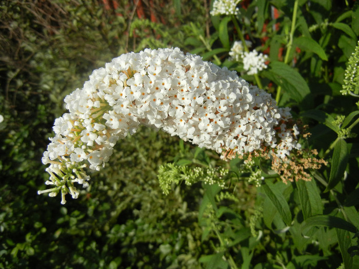 Buddleja White Profusion 05jul2012 - Buddleja White Profusion