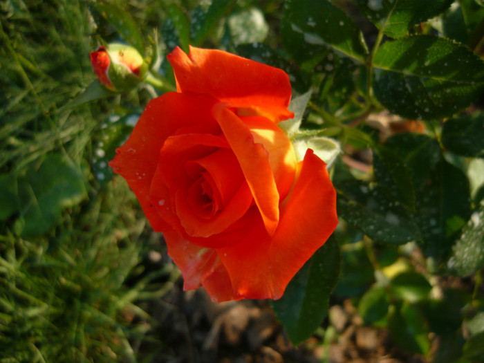 024 - TRANDAFIRI 2012-2013-2014