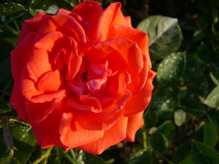 025 - TRANDAFIRI 2012-2013-2014