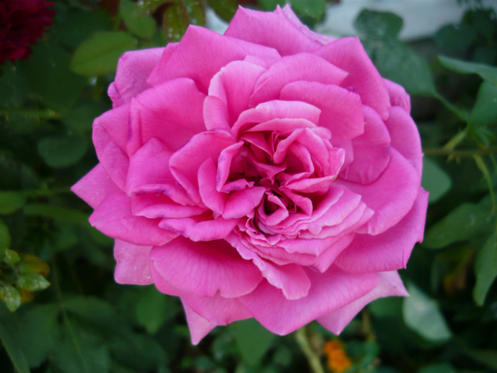 026 - TRANDAFIRI 2012-2013-2014