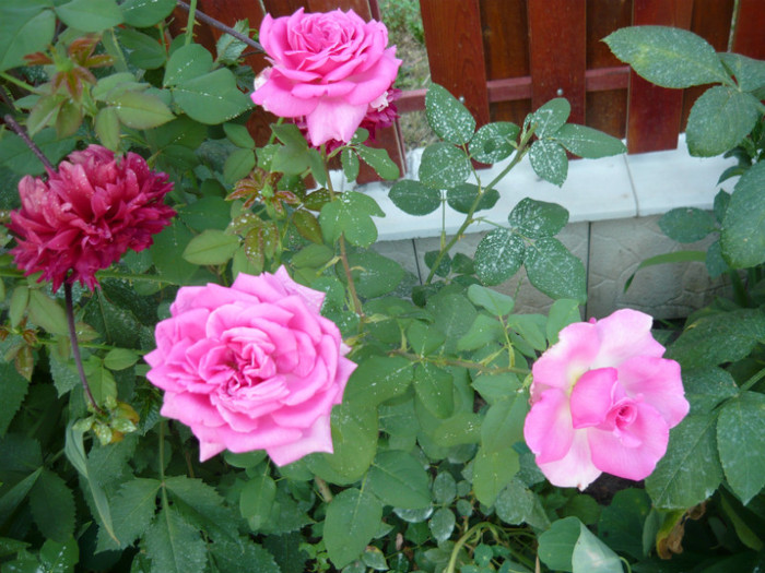 029 - TRANDAFIRI 2012-2013-2014