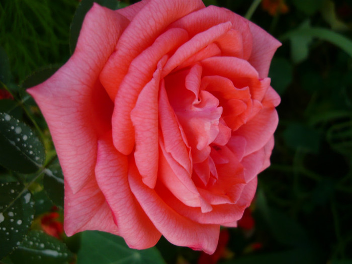 030 - TRANDAFIRI 2012-2013-2014