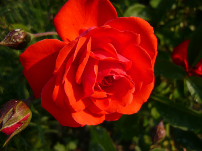 031 - TRANDAFIRI 2012-2013-2014