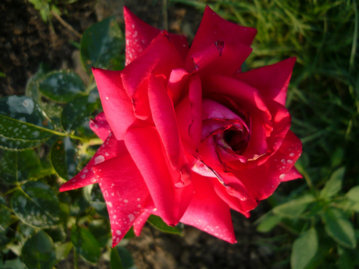 033 - TRANDAFIRI 2012-2013-2014