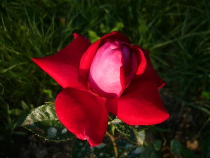 034 - TRANDAFIRI 2012-2013-2014