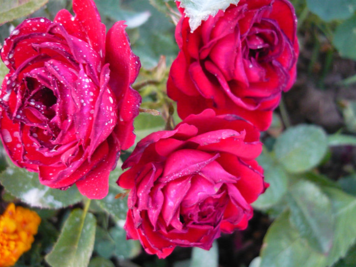 047 - TRANDAFIRI 2012-2013-2014