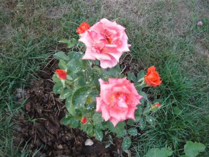 092 - TRANDAFIRI 2012-2013-2014