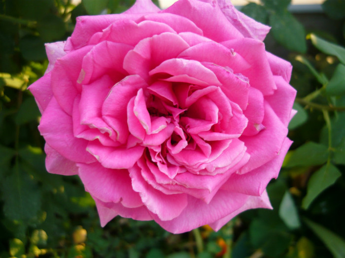 096 - TRANDAFIRI 2012-2013-2014