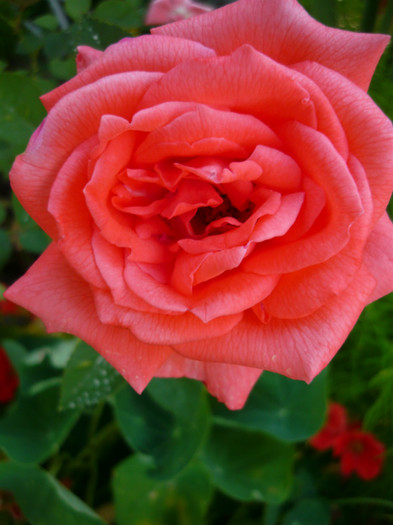 097 - TRANDAFIRI 2012-2013-2014