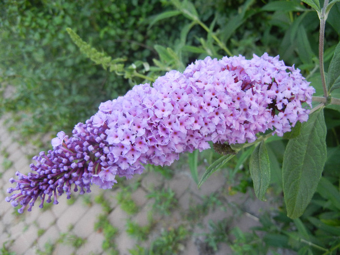 Buddleja davidii Purple (2012, Jun.27) Buddleja davidii Purple (2012, Jun.27)