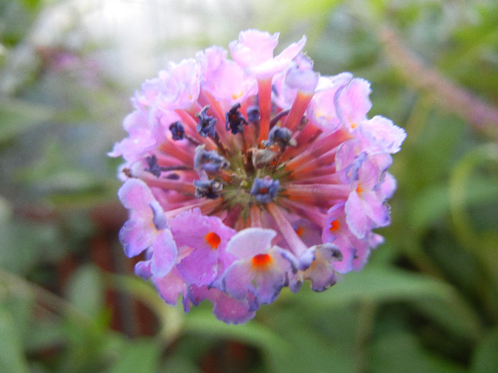 Buddleja davidii Purple (2012, Jun.27)