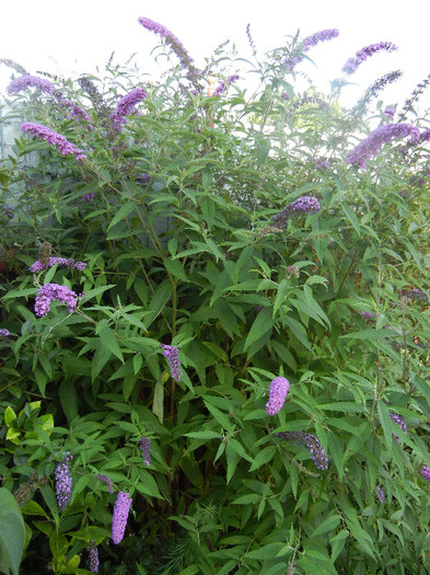 Buddleja davidii Purple (2012, Jul.05) - Buddleja Purple