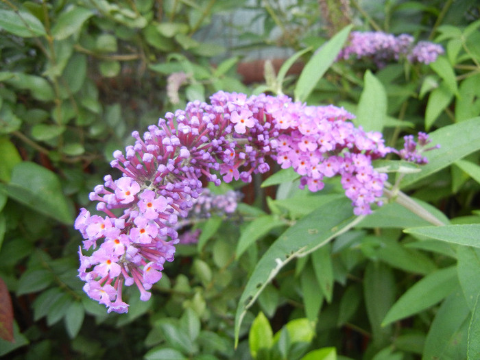 Buddleja davidii Purple (2012, Jul.05)