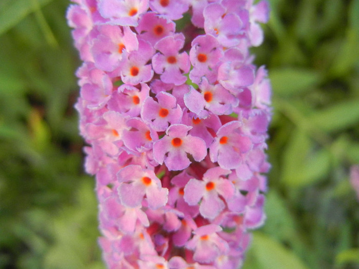 Buddleja davidii Purple (2012, Jul.06) Buddleja davidii Purple (2012, Jul.06)