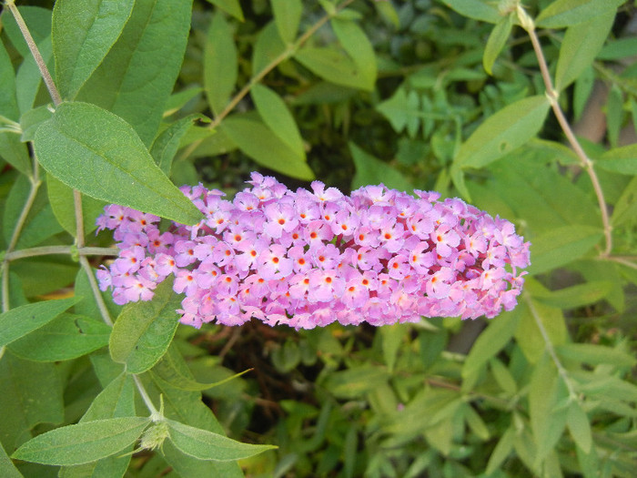 Buddleja davidii Purple (2012, Jul.06) Buddleja davidii Purple (2012, Jul.06)