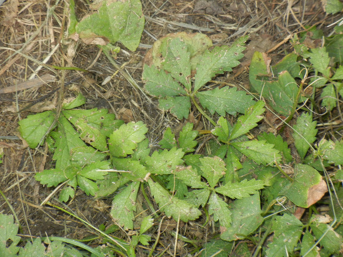 Potentilla reptans (2012, July 06)