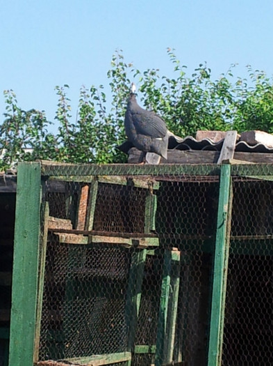 iulie 2012 084; pazitorul porumbeilor
