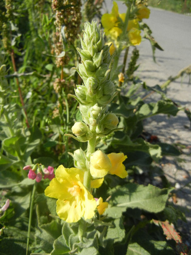 Verbascum (2012, July 02) - Verbascum