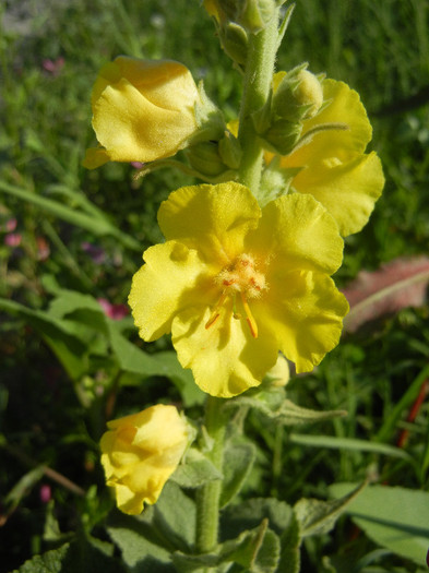 Verbascum (2012, July 02)