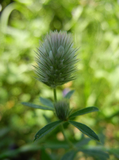 Rabbit-foot Clover (2012, July 03) - Trifolium arvense