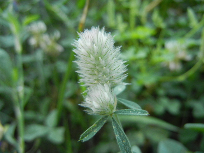 Rabbit-foot Clover (2012, July 09) - Trifolium arvense