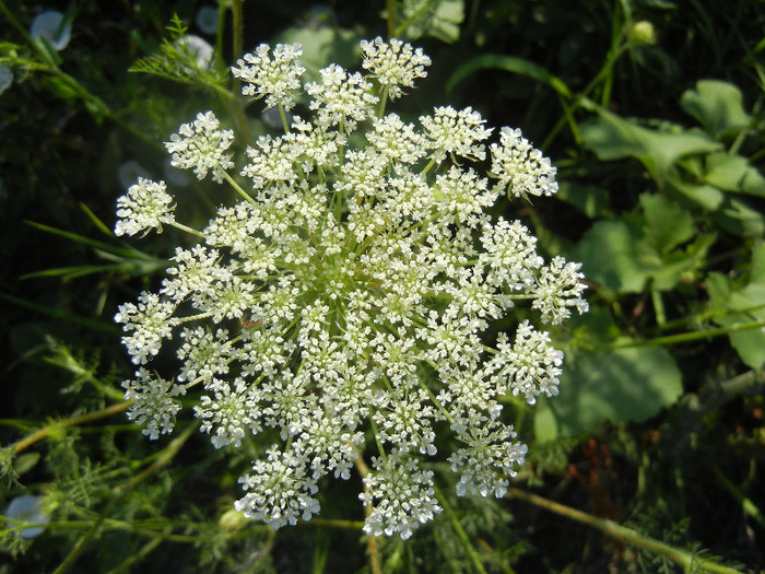 Daucus carota (2012, July 02) - Daucus carota_Wild Carrot