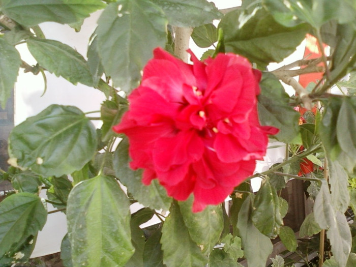 9 iulie 2012-flori 001