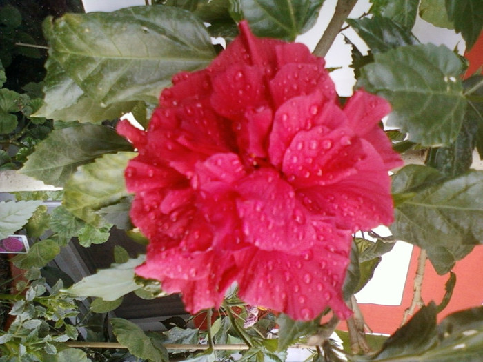 9 iulie 2012-flori 005