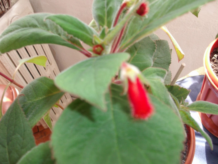 Picture 048 - FLORI DIVERSE