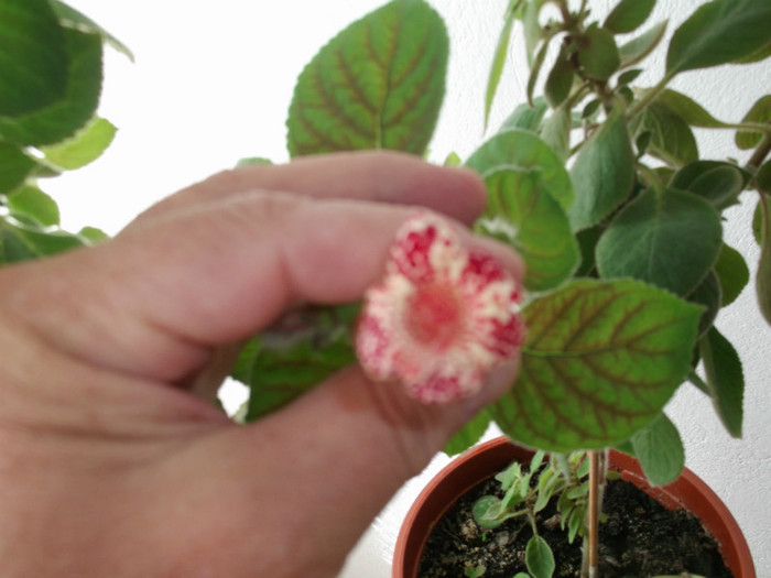 Picture 049 - FLORI DIVERSE