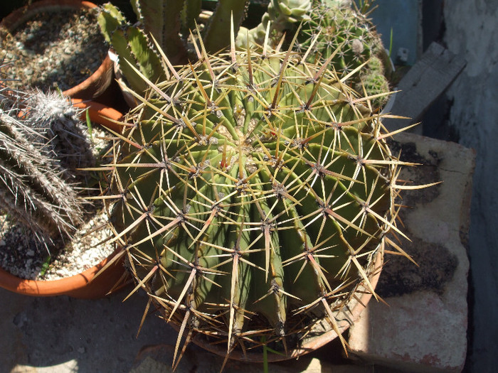 DSCF1450 - Dobrota Petre