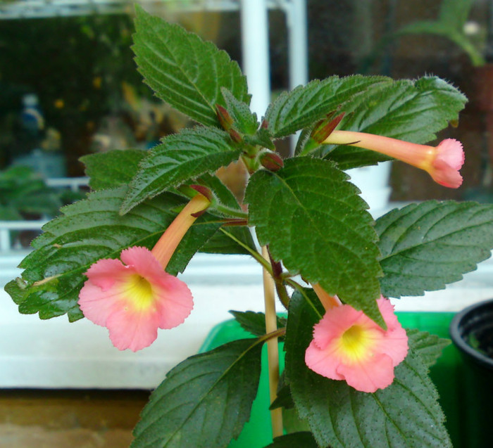 Peach Glow - Achimenes 1