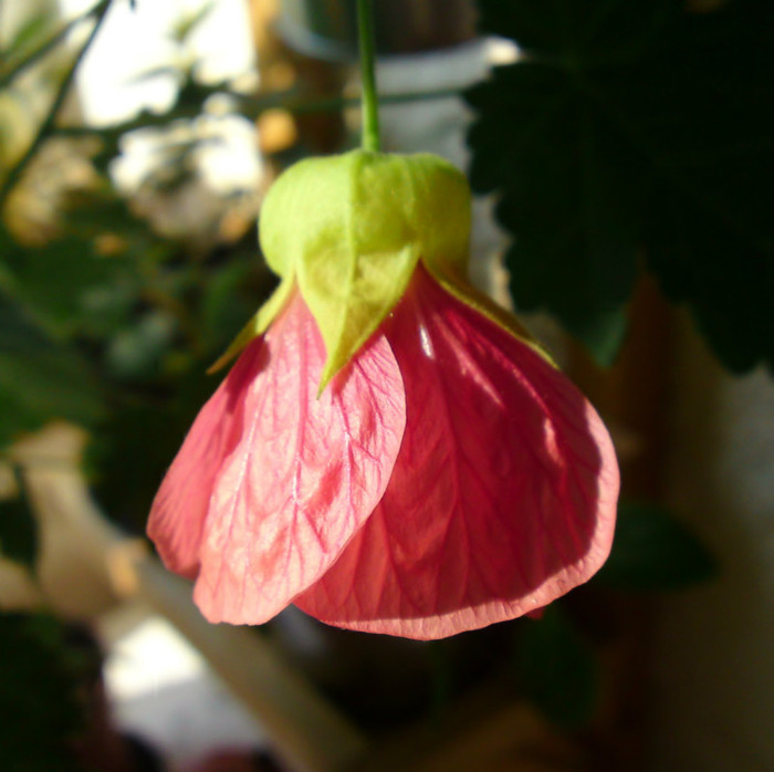  - Abutilon