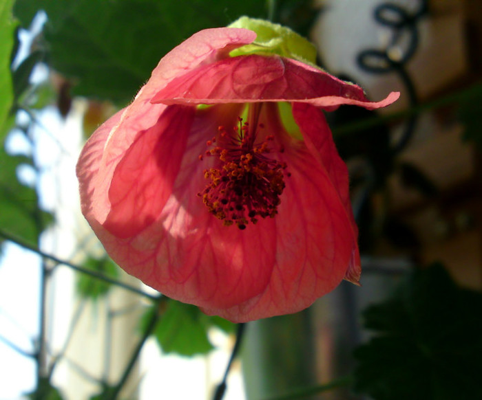  - Abutilon