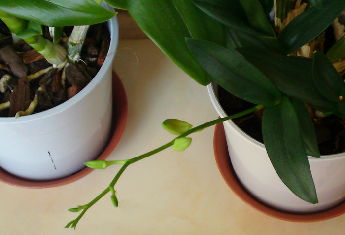 Dendro phalaenopsis - Orhidee iul