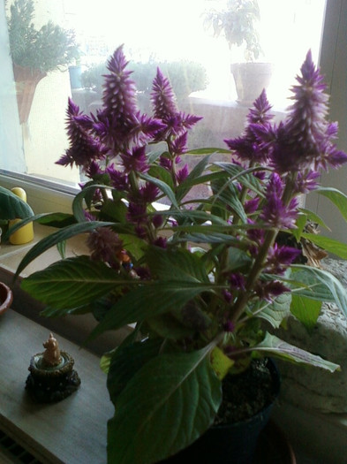celosia caracas