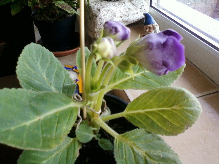9 iulie 2012-flori 009