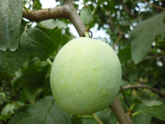 P1000951
