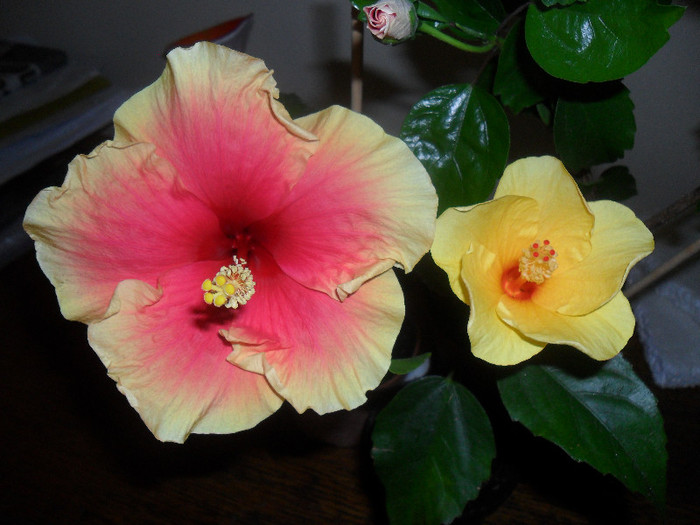 Oberon si Cairo Yelow - Hibiscus 2012-1
