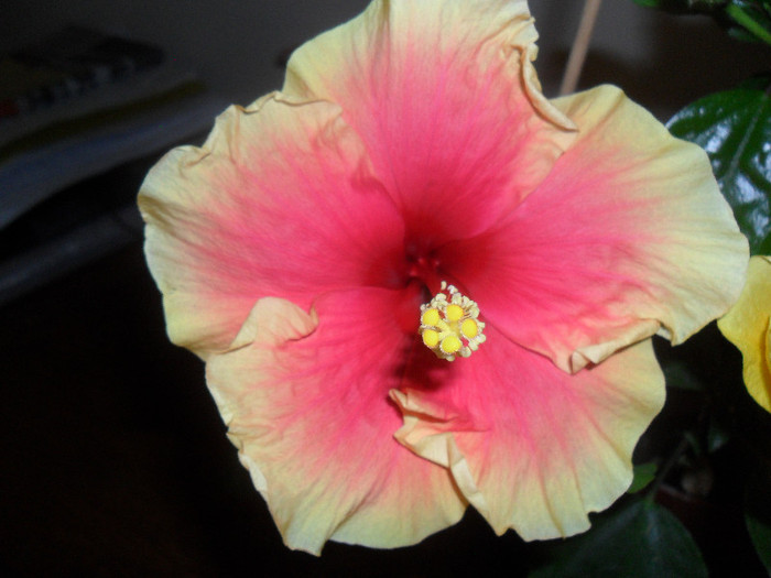 Oberon - Hibiscus 2012-1