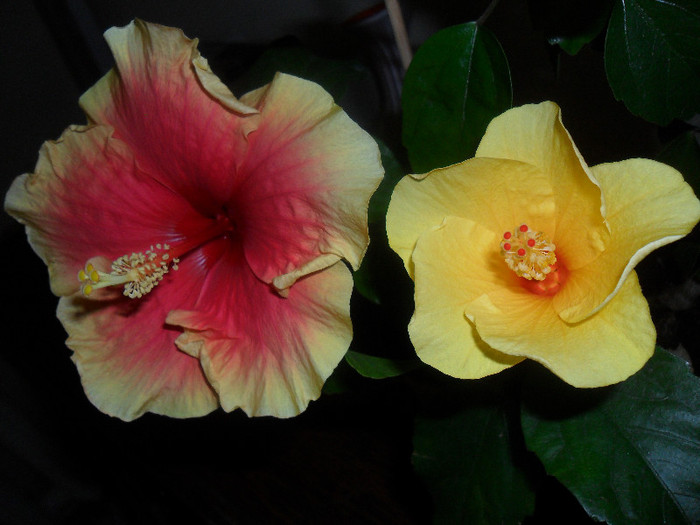 Oberon si Cairo Yelow - Hibiscus 2012-1