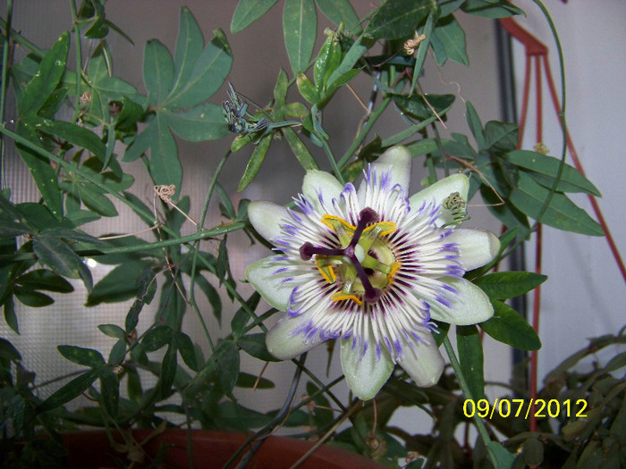 352_7122 - Flori 2012