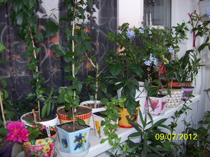 352_7120 - Flori 2012
