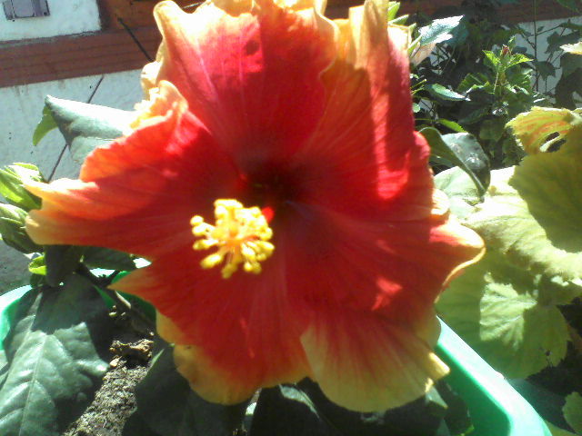 P09-07-12_11.53[3] - hibiscus
